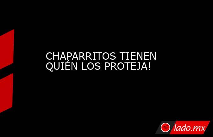 CHAPARRITOS TIENEN QUIÉN LOS PROTEJA!. Noticias en tiempo real