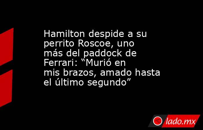 Hamilton despide a su perrito Roscoe, uno más del paddock de Ferrari: “Murió en mis brazos, amado hasta el último segundo”. Noticias en tiempo real