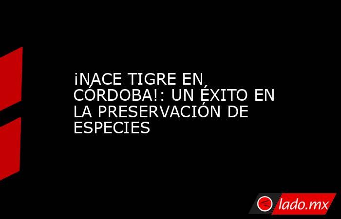¡NACE TIGRE EN CÓRDOBA!: UN ÉXITO EN LA PRESERVACIÓN DE ESPECIES. Noticias en tiempo real