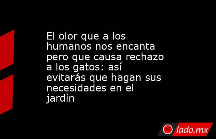 El olor que a los humanos nos encanta pero que causa rechazo a los gatos: así evitarás que hagan sus necesidades en el jardín . Noticias en tiempo real