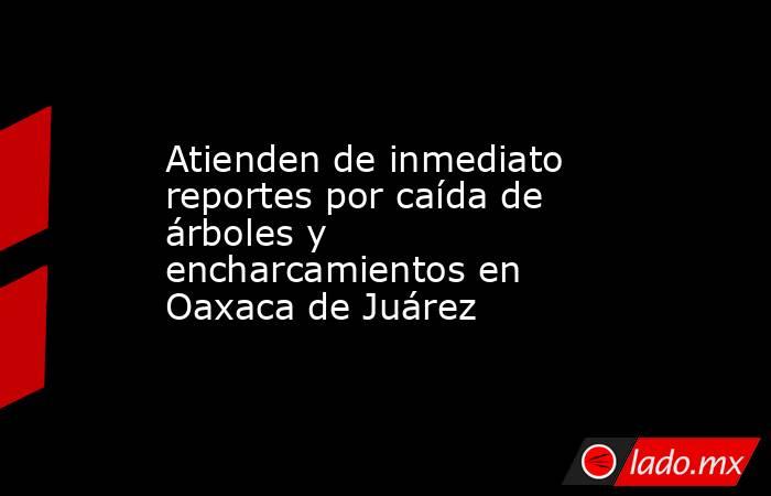 Atienden de inmediato reportes por caída de árboles y encharcamientos en Oaxaca de Juárez. Noticias en tiempo real