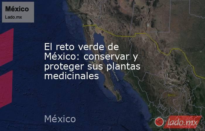 El reto verde de México: conservar y proteger sus plantas medicinales. Noticias en tiempo real