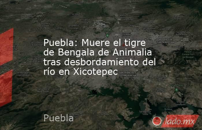 Puebla: Muere el tigre de Bengala de Animalia tras desbordamiento del río en Xicotepec. Noticias en tiempo real