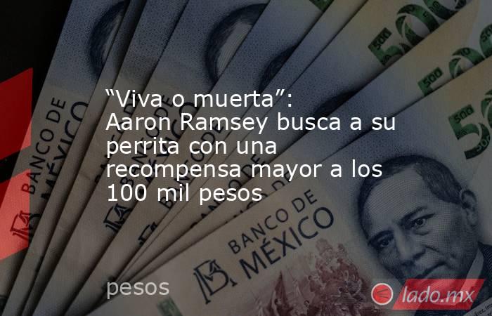 “Viva o muerta”: Aaron Ramsey busca a su perrita con una recompensa mayor a los 100 mil pesos. Noticias en tiempo real