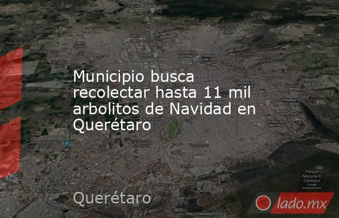 Municipio busca recolectar hasta 11 mil arbolitos de Navidad en Querétaro. Noticias en tiempo real