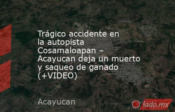 Trágico accidente en la autopista Cosamaloapan – Acayucan deja un muerto y saqueo de ganado (+VIDEO). Noticias en tiempo real