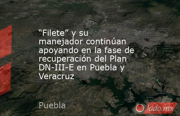 “Filete” y su manejador continúan apoyando en la fase de recuperación del Plan DN-III-E en Puebla y Veracruz. Noticias en tiempo real