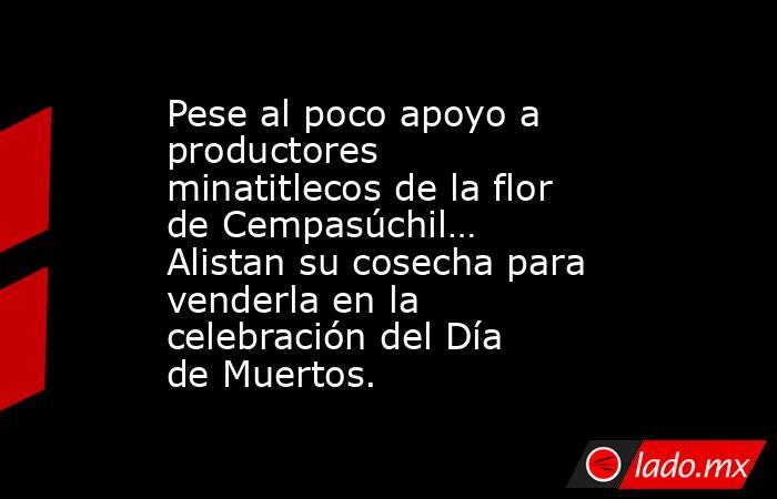 Pese al poco apoyo a productores minatitlecos de la flor de Cempasúchil… Alistan su cosecha para venderla en la celebración del Día de Muertos.. Noticias en tiempo real