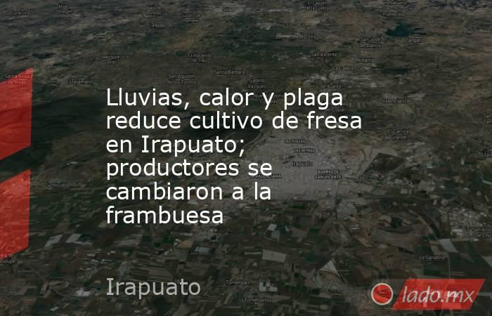 Lluvias, calor y plaga reduce cultivo de fresa en Irapuato; productores se cambiaron a la frambuesa. Noticias en tiempo real