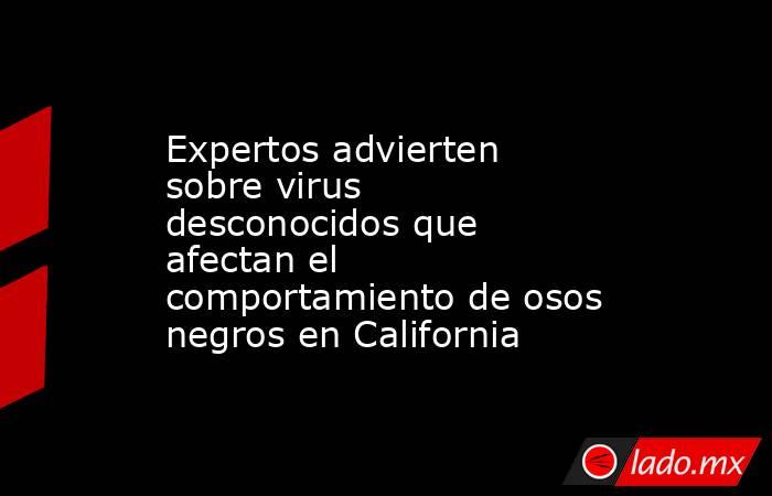 Expertos advierten sobre virus desconocidos que afectan el comportamiento de osos negros en California . Noticias en tiempo real