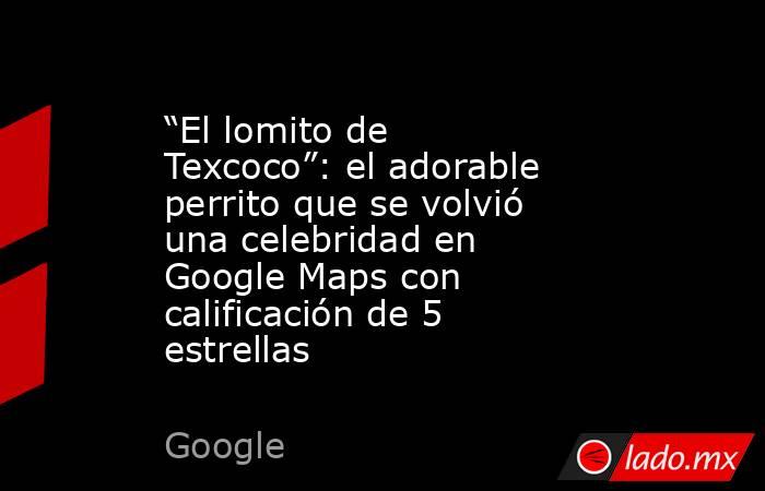 “El lomito de Texcoco”: el adorable perrito que se volvió una celebridad en Google Maps con calificación de 5 estrellas. Noticias en tiempo real