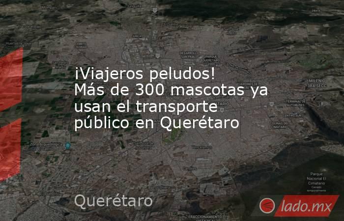 ¡Viajeros peludos! Más de 300 mascotas ya usan el transporte público en Querétaro. Noticias en tiempo real