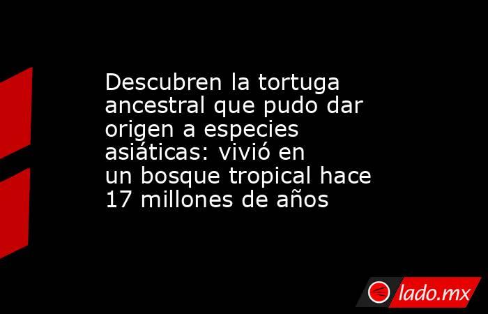 Descubren la tortuga ancestral que pudo dar origen a especies asiáticas: vivió en un bosque tropical hace 17 millones de años. Noticias en tiempo real