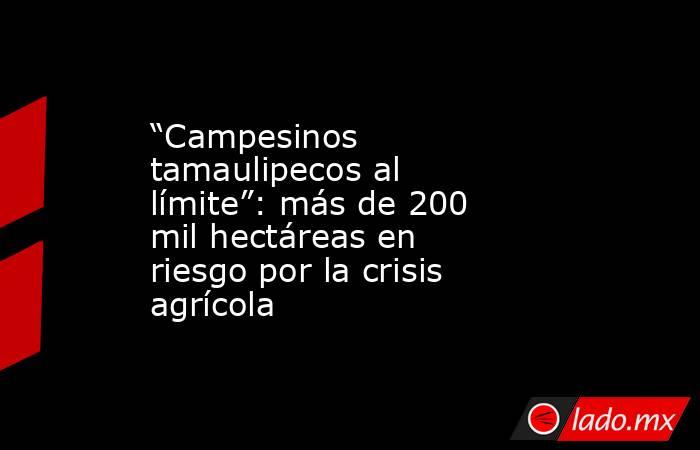 “Campesinos tamaulipecos al límite”: más de 200 mil hectáreas en riesgo por la crisis agrícola. Noticias en tiempo real