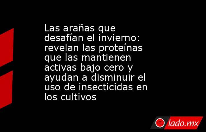 Las arañas que desafían el invierno: revelan las proteínas que las mantienen activas bajo cero y ayudan a disminuir el uso de insecticidas en los cultivos. Noticias en tiempo real