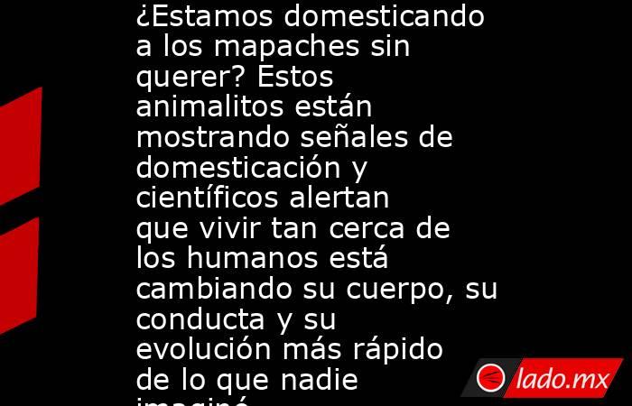 ¿Estamos domesticando a los mapaches sin querer? Estos animalitos están mostrando señales de domesticación y científicos alertan que vivir tan cerca de los humanos está cambiando su cuerpo, su conducta y su evolución más rápido de lo que nadie imaginó. Noticias en tiempo real
