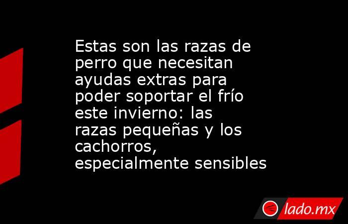 Estas son las razas de perro que necesitan ayudas extras para poder soportar el frío este invierno: las razas pequeñas y los cachorros, especialmente sensibles. Noticias en tiempo real