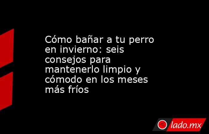 Cómo bañar a tu perro en invierno: seis consejos para mantenerlo limpio y cómodo en los meses más fríos. Noticias en tiempo real