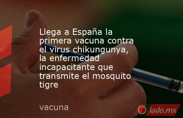 Llega a España la primera vacuna contra el virus chikungunya, la enfermedad incapacitante que transmite el mosquito tigre. Noticias en tiempo real