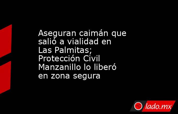 Aseguran caimán que salió a vialidad en Las Palmitas; Protección Civil Manzanillo lo liberó en zona segura. Noticias en tiempo real