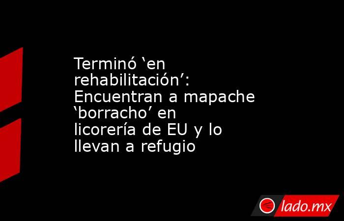 Terminó ‘en rehabilitación’: Encuentran a mapache ‘borracho’ en licorería de EU y lo llevan a refugio. Noticias en tiempo real