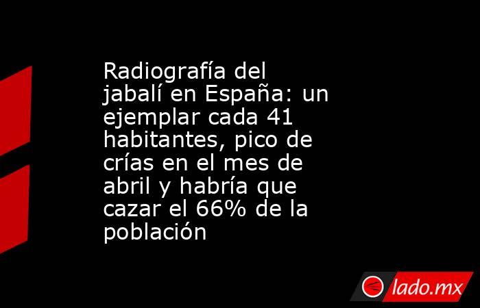 Radiografía del jabalí en España: un ejemplar cada 41 habitantes, pico de crías en el mes de abril y habría que cazar el 66% de la población. Noticias en tiempo real
