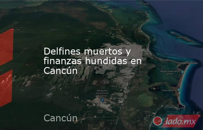 Delfines muertos y finanzas hundidas en Cancún. Noticias en tiempo real