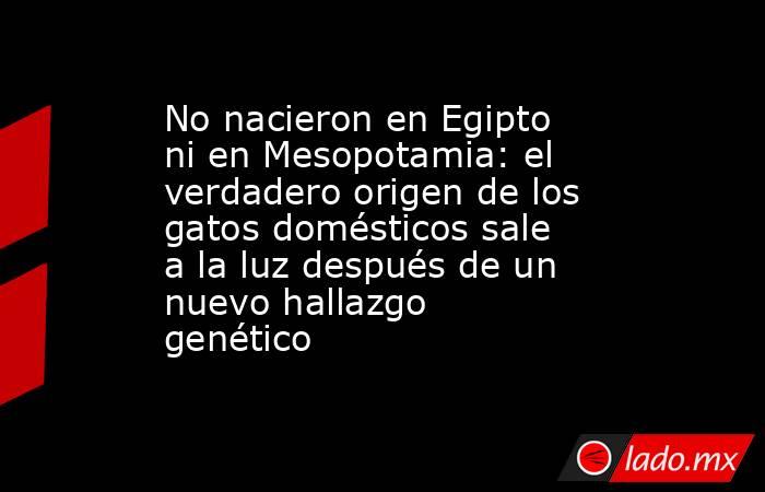No nacieron en Egipto ni en Mesopotamia: el verdadero origen de los gatos domésticos sale a la luz después de un nuevo hallazgo genético. Noticias en tiempo real