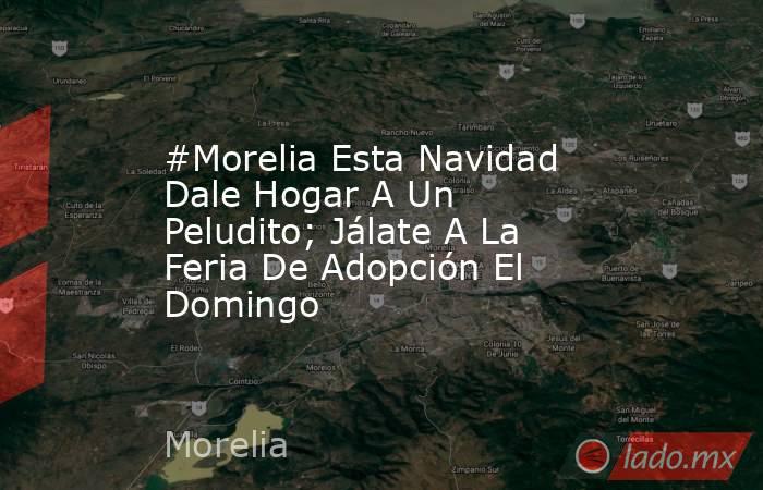 #Morelia Esta Navidad Dale Hogar A Un Peludito; Jálate A La Feria De Adopción El Domingo. Noticias en tiempo real
