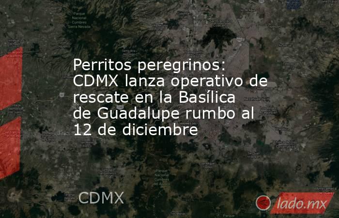 Perritos peregrinos: CDMX lanza operativo de rescate en la Basílica de Guadalupe rumbo al 12 de diciembre. Noticias en tiempo real
