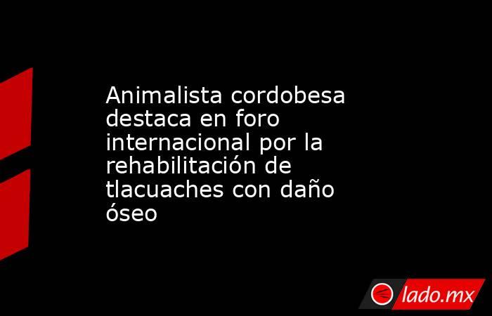 Animalista cordobesa destaca en foro internacional por la rehabilitación de tlacuaches con daño óseo. Noticias en tiempo real