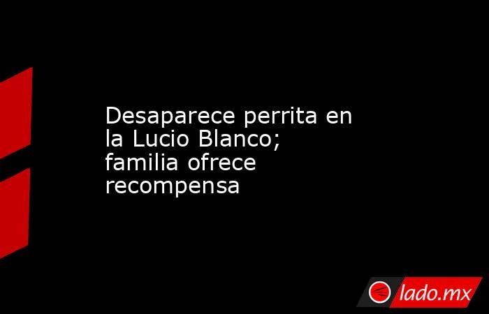 Desaparece perrita en la Lucio Blanco; familia ofrece recompensa. Noticias en tiempo real