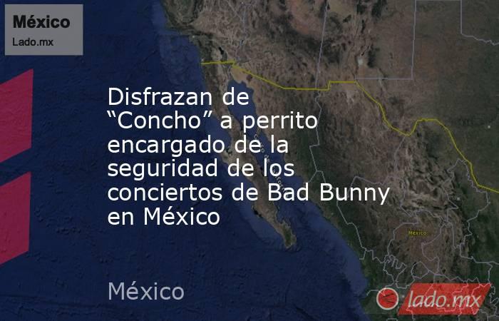 Disfrazan de “Concho” a perrito encargado de la seguridad de los conciertos de Bad Bunny en México. Noticias en tiempo real