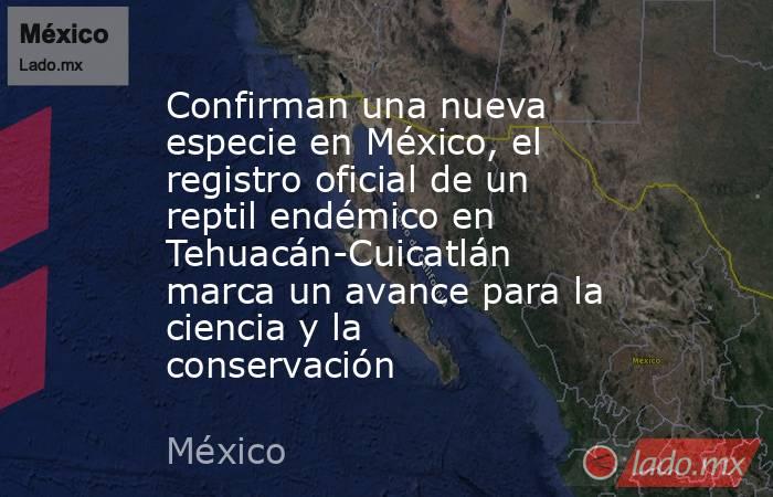 Confirman una nueva especie en México, el registro oficial de un reptil endémico en Tehuacán-Cuicatlán marca un avance para la ciencia y la conservación. Noticias en tiempo real