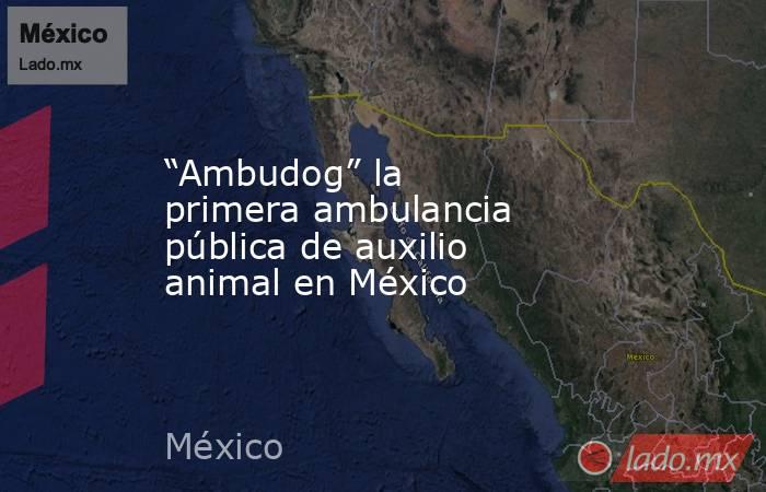 “Ambudog” la primera ambulancia pública de auxilio animal en México. Noticias en tiempo real