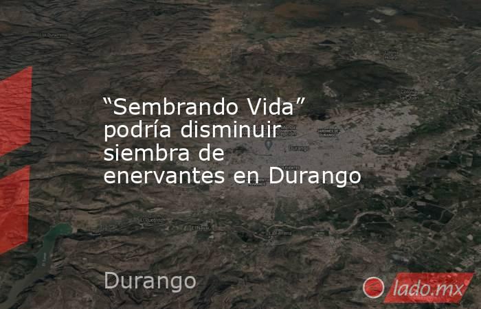 “Sembrando Vida” podría disminuir siembra de enervantes en Durango

 
. Noticias en tiempo real