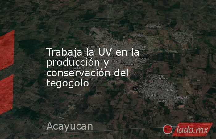 Trabaja la UV en la producción y conservación del tegogolo. Noticias en tiempo real