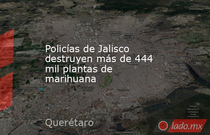Policías de Jalisco destruyen más de 444 mil plantas de marihuana. Noticias en tiempo real