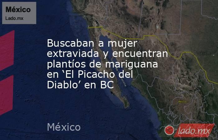 Buscaban a mujer extraviada y encuentran plantíos de mariguana en ‘El Picacho del Diablo’ en BC. Noticias en tiempo real