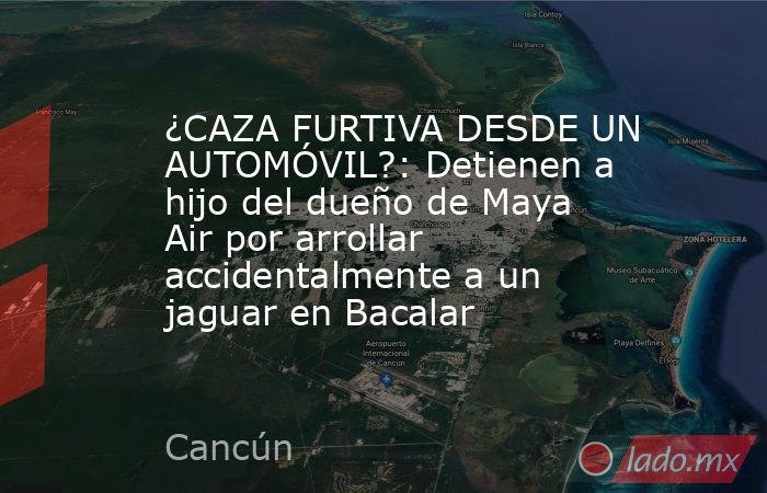 ¿CAZA FURTIVA DESDE UN AUTOMÓVIL?: Detienen a hijo del dueño de Maya Air por arrollar accidentalmente a un jaguar en Bacalar. Noticias en tiempo real