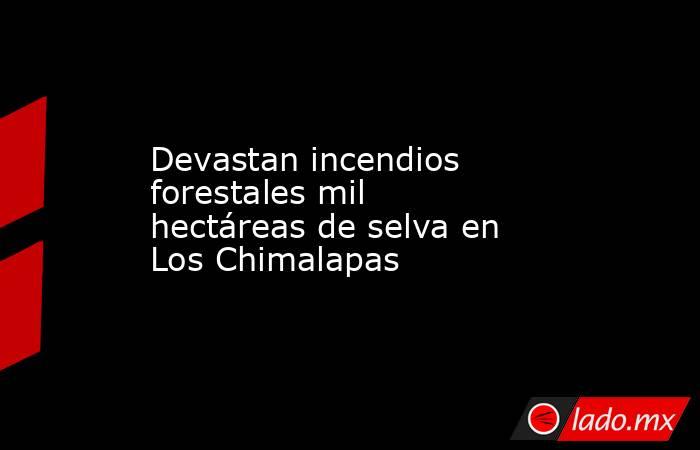 Devastan incendios forestales mil hectáreas de selva en Los Chimalapas. Noticias en tiempo real
