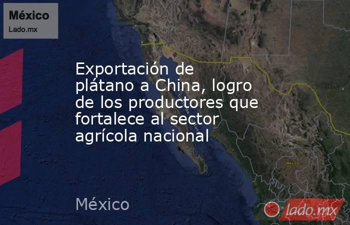 Exportación de plátano a China, logro de los productores que fortalece al sector agrícola nacional. Noticias en tiempo real