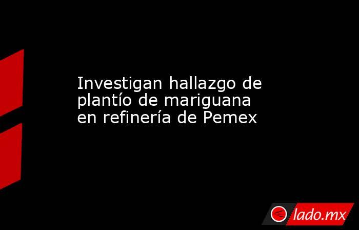 Investigan hallazgo de plantío de mariguana en refinería de Pemex. Noticias en tiempo real