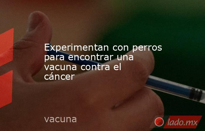 Experimentan con perros para encontrar una vacuna contra el cáncer. Noticias en tiempo real