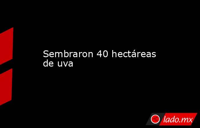 Sembraron 40 hectáreas de uva . Noticias en tiempo real