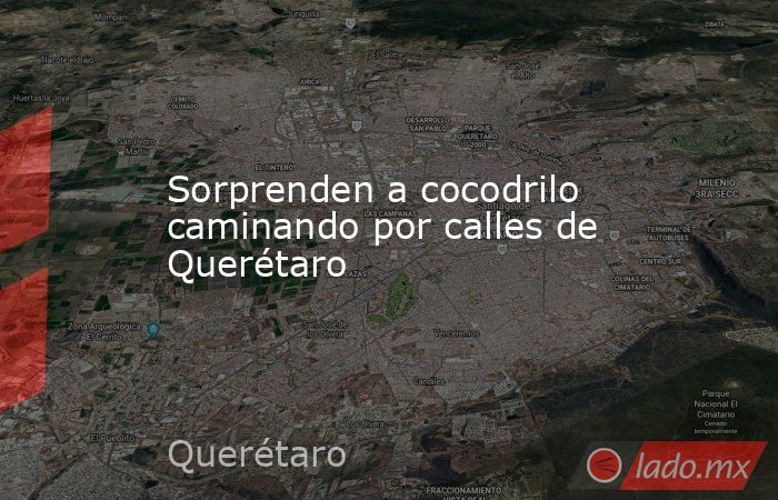 Sorprenden a cocodrilo caminando por calles de Querétaro. Noticias en tiempo real