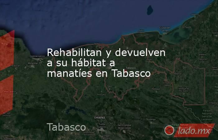 Rehabilitan y devuelven a su hábitat a manatíes en Tabasco. Noticias en tiempo real