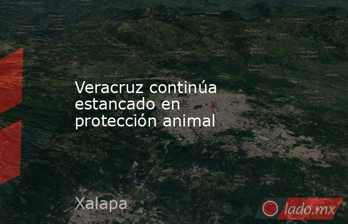 Veracruz continúa estancado en protección animal. Noticias en tiempo real