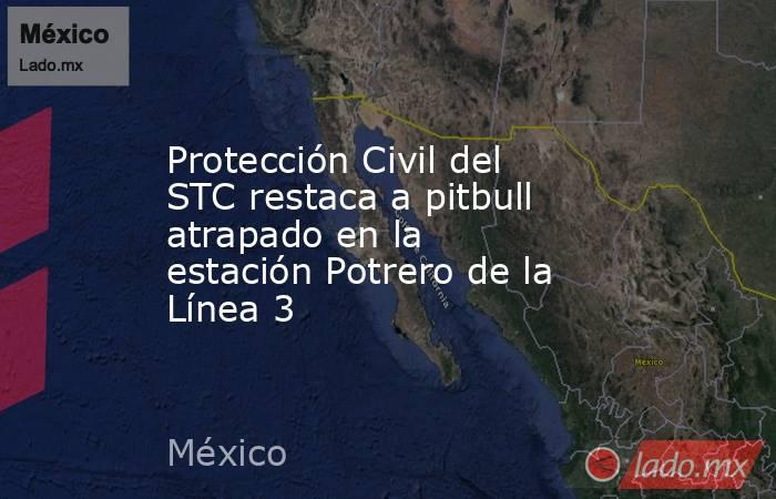 Protección Civil del STC restaca a pitbull atrapado en la estación Potrero de la Línea 3. Noticias en tiempo real