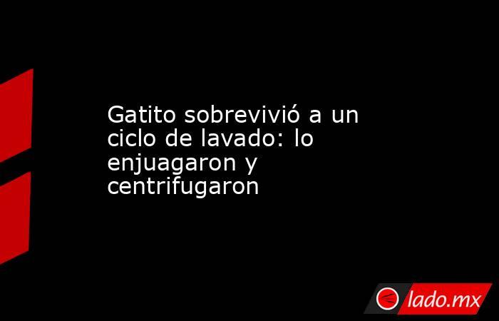 Gatito sobrevivió a un ciclo de lavado: lo enjuagaron y centrifugaron. Noticias en tiempo real